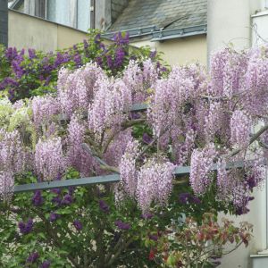 Wisteria floribunda 'Rosea' - Blauregen