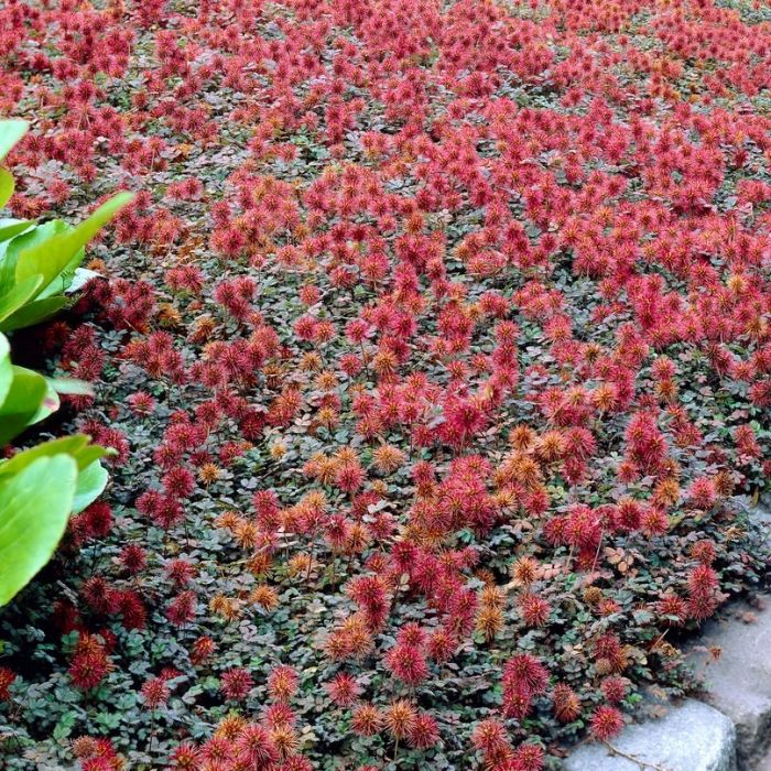 Acaena microphylla 'Kupferteppich' - Stachelnüsschen Acaena microphylla 'Kupferteppich' - Stachelnüsschen