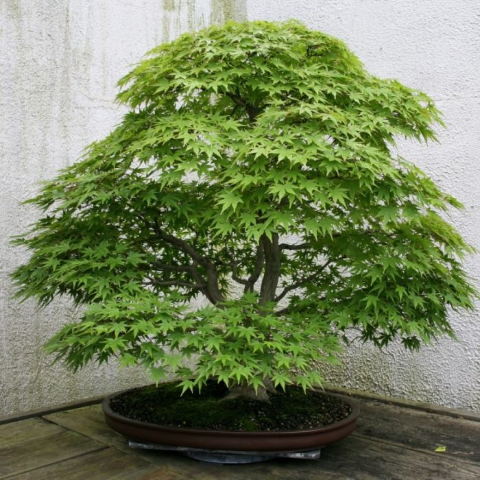 Japanischer Ahorn grn rot | Acer 'Little Princess' kaufen? | Grnes  Paradies