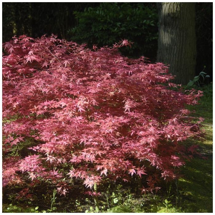 Acer\u0020palmatum\u0020\u0027Deshojo\u0027\u0020\u002D\u0020Japanischer\u0020Ahorn Acer\u0020palmatum\u0020\u0027Deshojo\u0027\u0020\u002D\u0020Japanischer\u0020Ahorn
