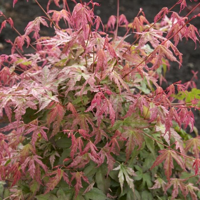 Acer\u0020palmatum\u0020\u0027Phoenix\u0027\u0020\u002D\u0020Japanischer\u0020Ahorn Acer\u0020palmatum\u0020\u0027Phoenix\u0027\u0020\u002D\u0020Japanischer\u0020Ahorn