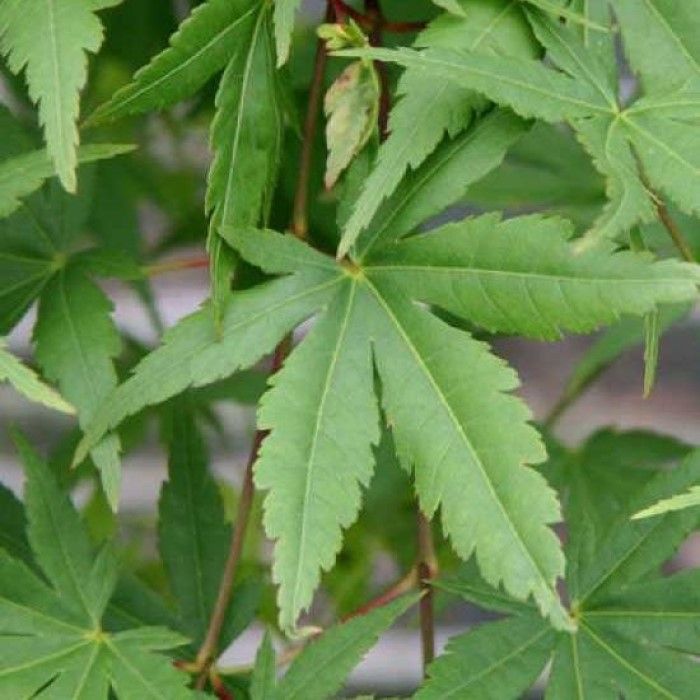 Acer\u0020palmatum\u0020\u0027Ryusen\u0027\u0020\u002D\u0020Japanischer\u0020Ahorn Acer\u0020palmatum\u0020\u0027Ryusen\u0027\u0020\u002D\u0020Japanischer\u0020Ahorn