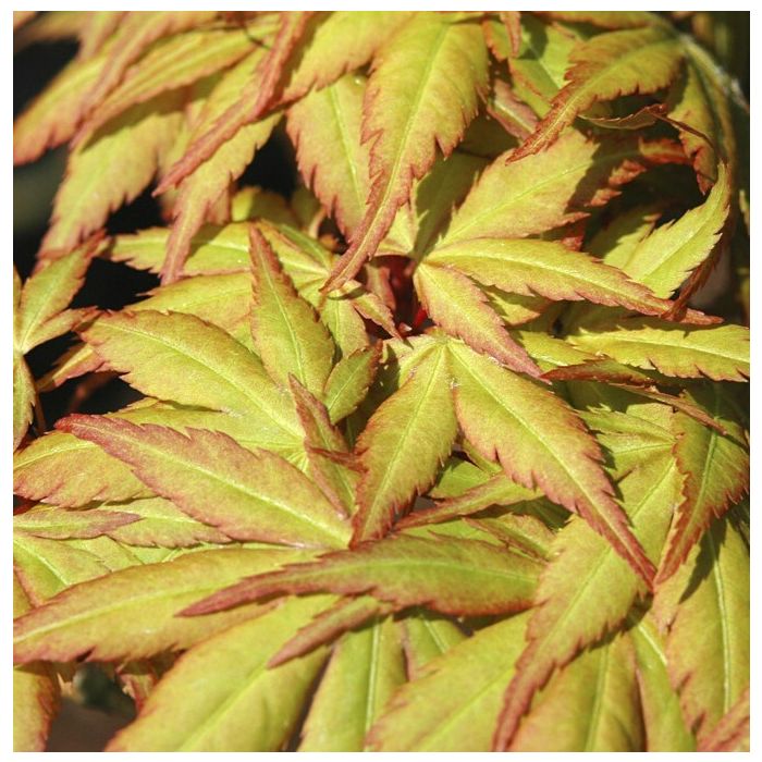 Acer\u0020palmatum\u0020\u0027Sangokaku\u0027\u0020\u002D\u0020Japanischer\u0020Ahorn Acer\u0020palmatum\u0020\u0027Sangokaku\u0027\u0020\u002D\u0020Japanischer\u0020Ahorn
