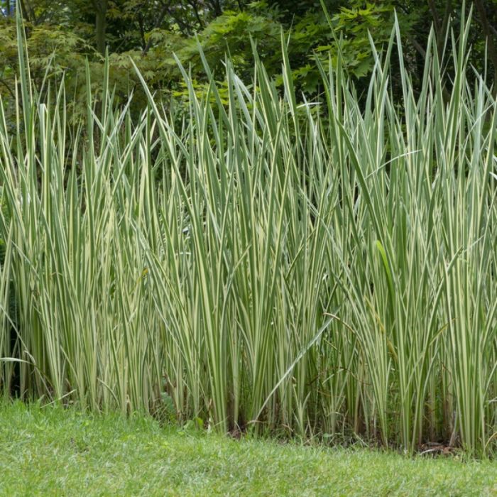 Acorus calamus - Kalmus