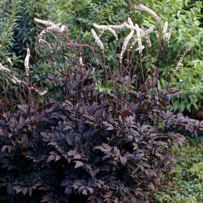 Actaea\u0020simplex\u0020\u2018Brunette\u2019\u0020\u002D\u0020Silberkerze Actaea\u0020simplex\u0020\u2018Brunette\u2019\u0020\u002D\u0020Silberkerze