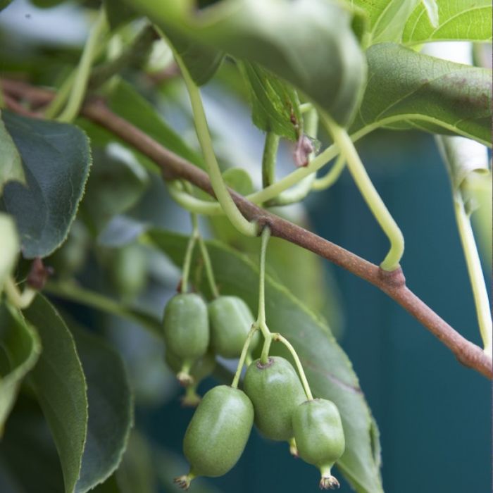 Actinidia\u0020arguta\u0020\u0027Issai\u0027\u0020\u002D\u0020Strahlengriffel Actinidia\u0020arguta\u0020\u0027Issai\u0027\u0020\u002D\u0020Strahlengriffel