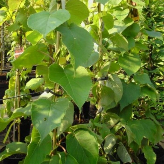 Actinidia\u0020deliciosa\u0020\u0027Jenny\u0027\u0020\u002D\u0020Strahlengriffel Actinidia\u0020deliciosa\u0020\u0027Jenny\u0027\u0020\u002D\u0020Strahlengriffel