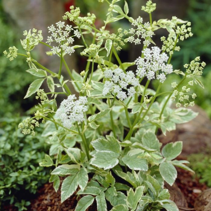Aegopodium podagraria 'Variegatum' - Buntblättriger Giersch