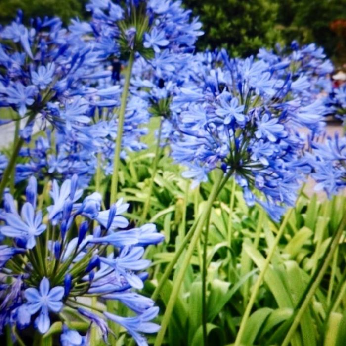 Agapanthus 'Blue Jeans' - Schmucklilie