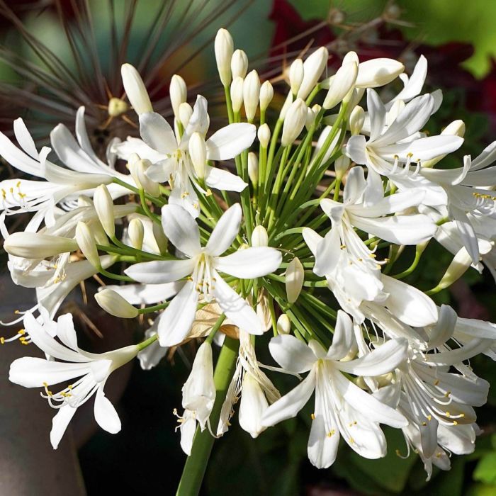 Agapanthus\u0020\u0027Petite\u0020Eskimo\u0027\u0020\u002D\u0020Schmucklilie Agapanthus\u0020\u0027Petite\u0020Eskimo\u0027\u0020\u002D\u0020Schmucklilie