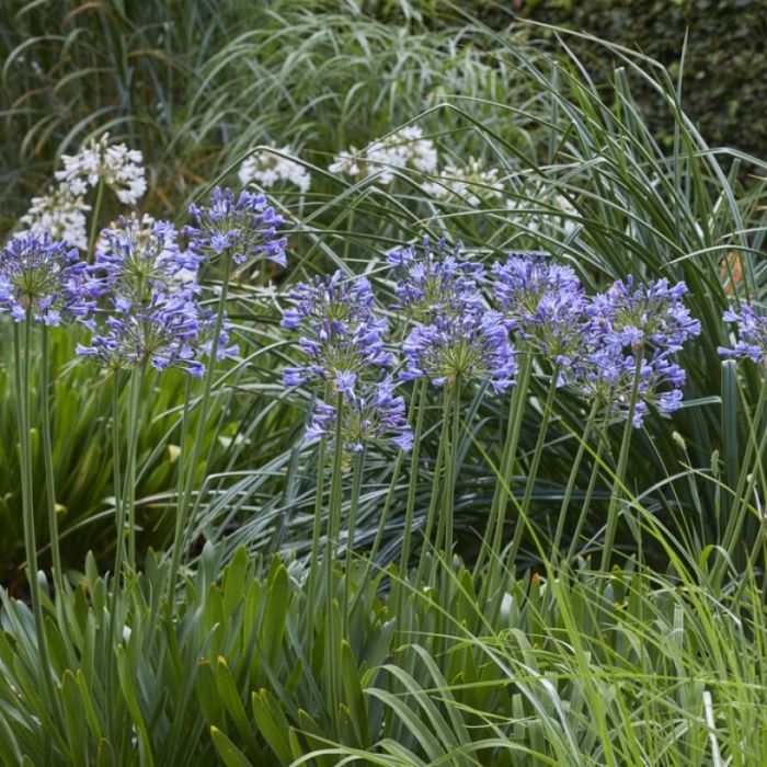 Agapanthus\u0020\u0027Sunfield\u0027\u0020\u002D\u0020Schmucklilie Agapanthus\u0020\u0027Sunfield\u0027\u0020\u002D\u0020Schmucklilie