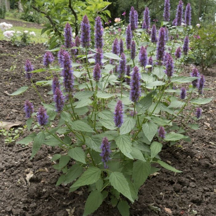 Agastache 'Beelicious Purple' - Duftnessel Agastache 'Beelicious Purple' - Duftnessel