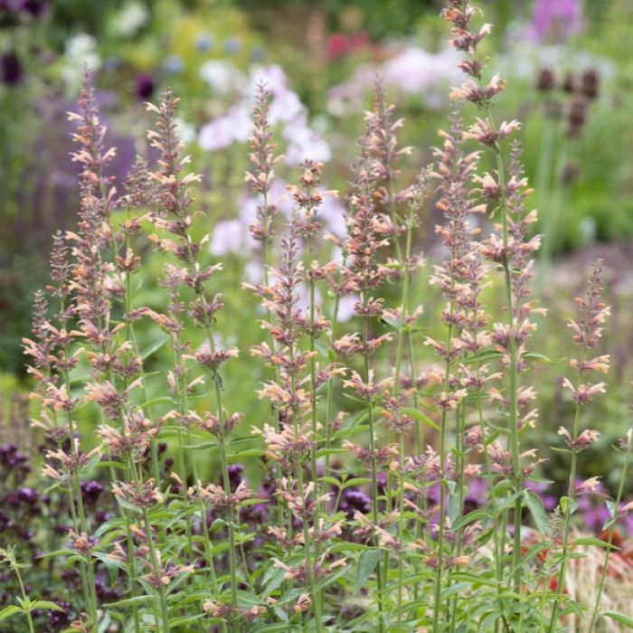 Agastache\u0020\u0027Kolibri\u0027\u0020\u002D\u0020Duftnessel Agastache\u0020\u0027Kolibri\u0027\u0020\u002D\u0020Duftnessel