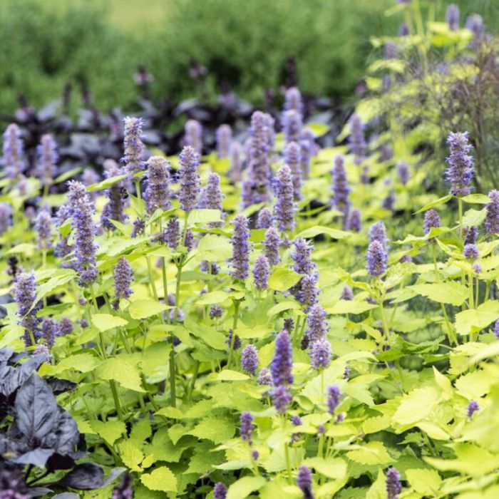 Agastache\u0020rugosa\u0020\u0027Golden\u0020Jubilee\u0027\u0020\u002D\u0020Duftnessel Agastache\u0020rugosa\u0020\u0027Golden\u0020Jubilee\u0027\u0020\u002D\u0020Duftnessel