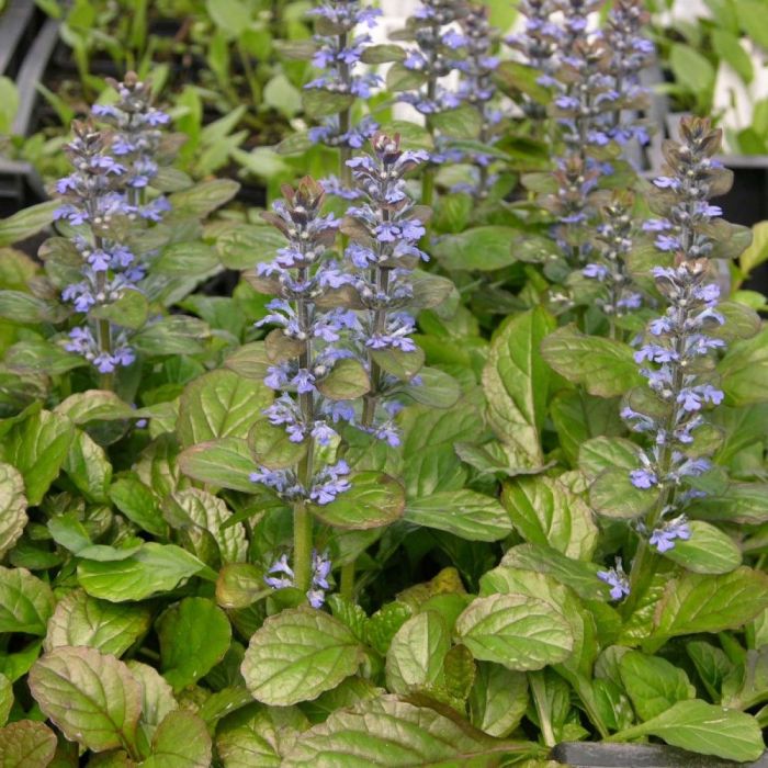 Ajuga\u0020reptans\u0020\u002D\u0020G\u00FCnsel Ajuga\u0020reptans\u0020\u002D\u0020G\u00FCnsel