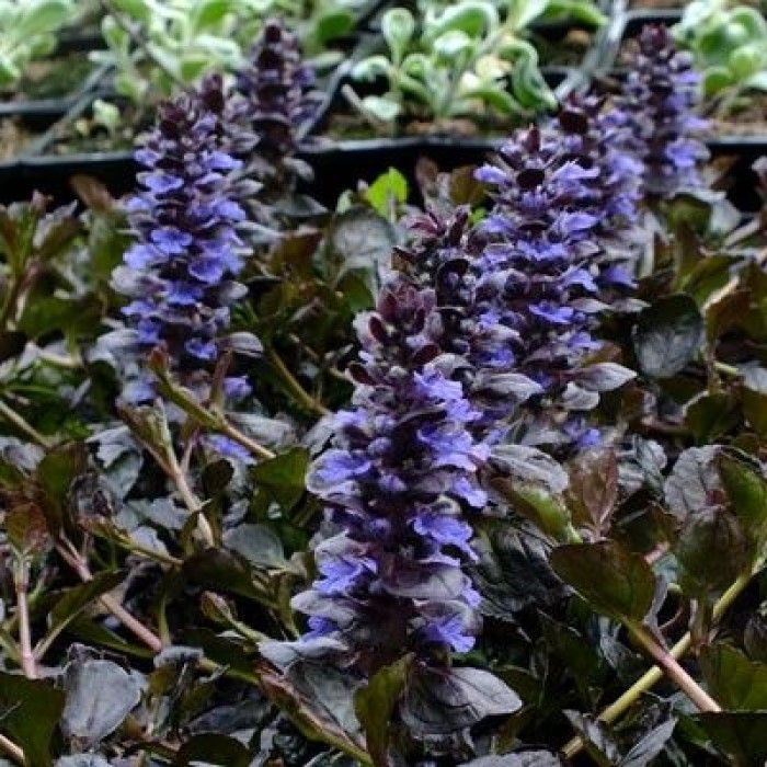 Ajuga\u0020reptans\u0020\u0027Black\u0020Scallop\u0027\u0020\u002D\u0020G\u00FCnsel Ajuga\u0020reptans\u0020\u0027Black\u0020Scallop\u0027\u0020\u002D\u0020G\u00FCnsel