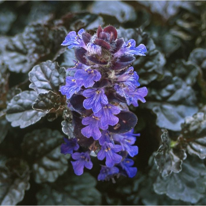 Ajuga\u0020reptans\u0020\u0027Braunherz\u0027\u0020\u002D\u0020G\u00FCnsel Ajuga\u0020reptans\u0020\u0027Braunherz\u0027\u0020\u002D\u0020G\u00FCnsel