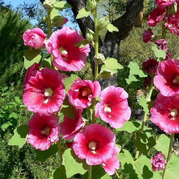 Alcea ficifolia - Stockrose
