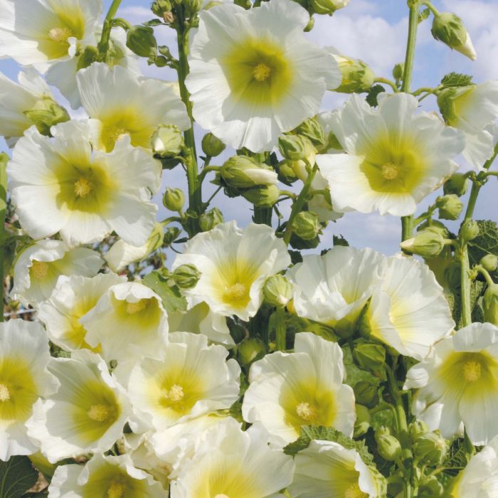 Alcea\u0020rosea\u0020\u0027Pleniflora\u0020Wei\u00DF\u0027\u0020\u002D\u0020Stockrose Alcea\u0020rosea\u0020\u0027Pleniflora\u0020Wei\u00DF\u0027\u0020\u002D\u0020Stockrose