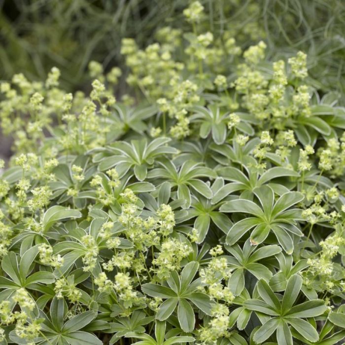 Alchemilla\u0020alpina\u0020\u002D\u0020Frauenmantel Alchemilla\u0020alpina\u0020\u002D\u0020Frauenmantel