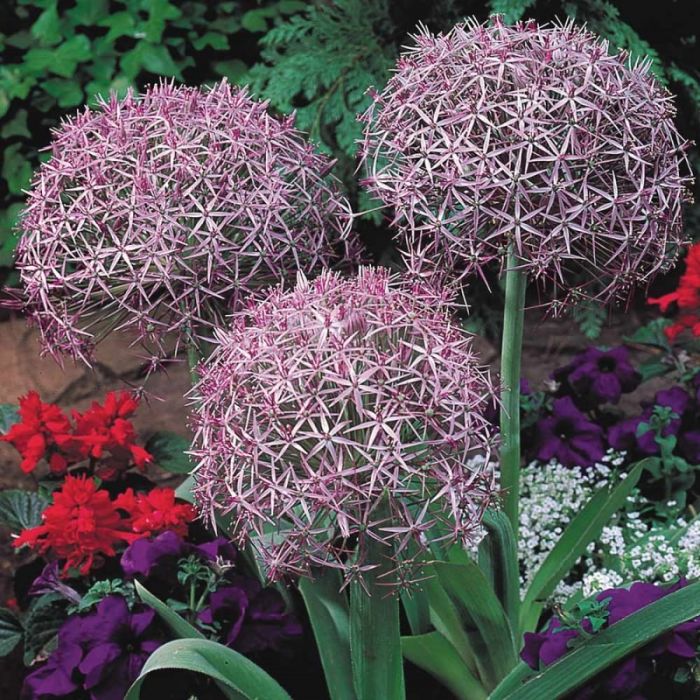 Allium\u0020christophii\u0020\u002D\u0020Zierlauch Allium\u0020christophii\u0020\u002D\u0020Zierlauch