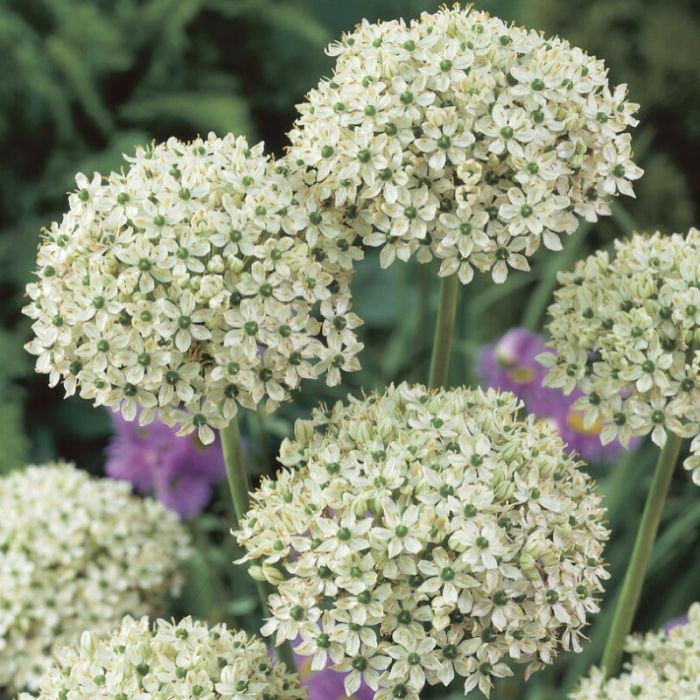 Allium\u0020nigrum\u0020\u002D\u0020Zierlauch Allium\u0020nigrum\u0020\u002D\u0020Zierlauch