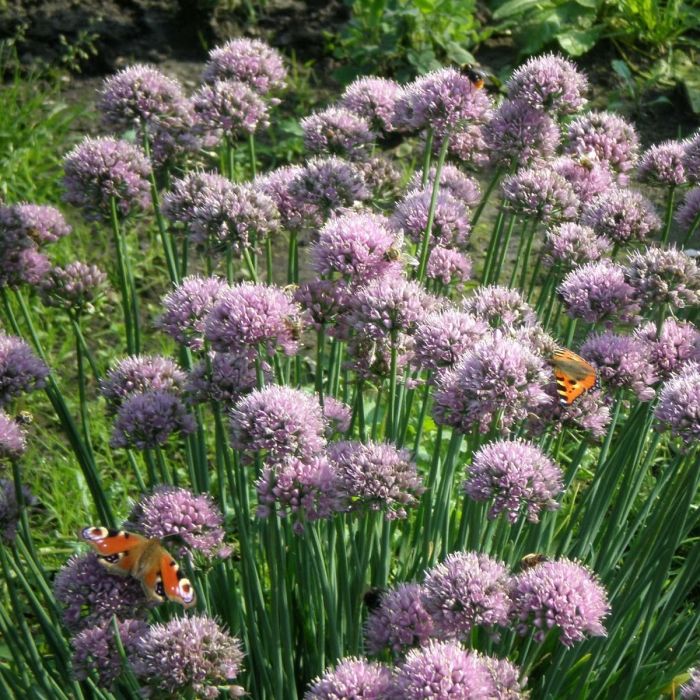 Allium\u0020senescens\u0020\u002D\u0020Berglauch Allium\u0020senescens\u0020\u002D\u0020Berglauch