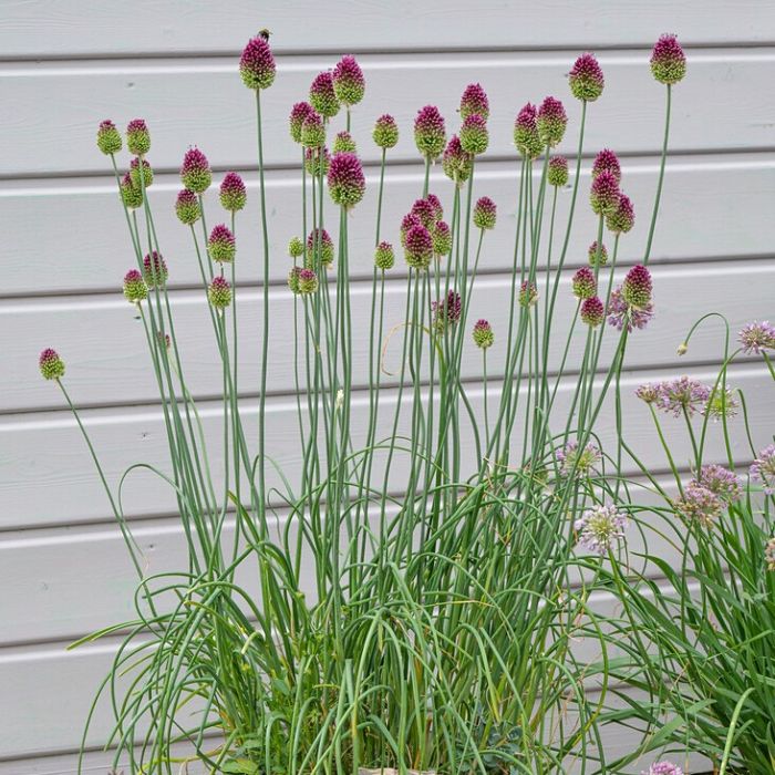 Allium sphaerocephalon - Kugellauch Allium sphaerocephalon - Kugellauch