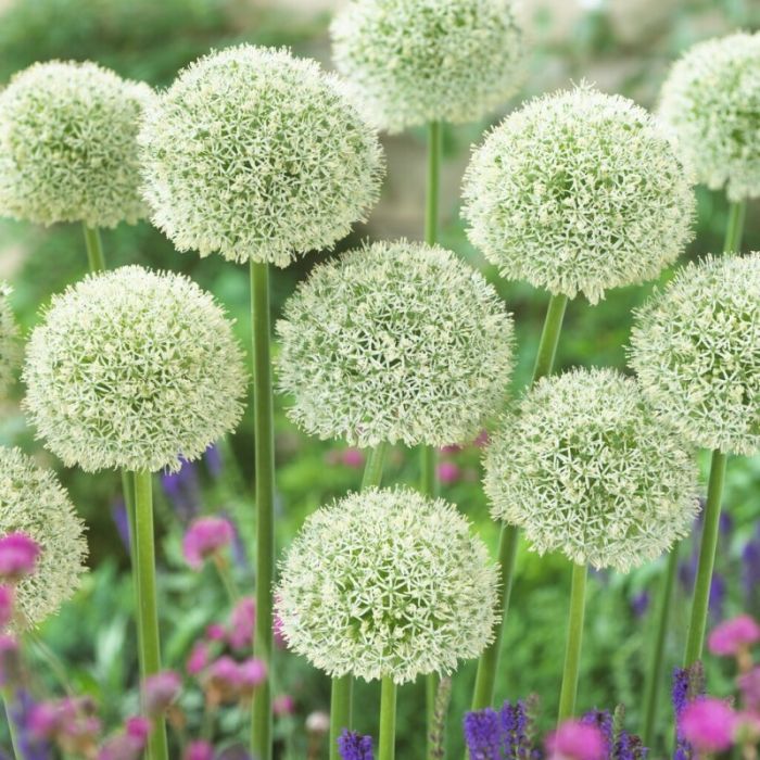 Allium 'White Giant' - Zierlauch