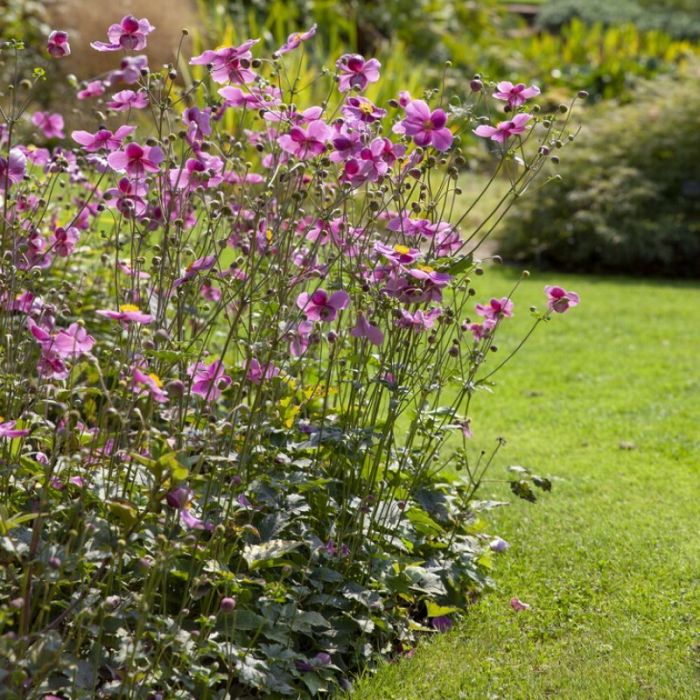 Anemone\u0020hybrida\u0020\u0027Hadspen\u0020Abundance\u0027\u0020\u002D\u0020Windr\u00F6schen Anemone\u0020hybrida\u0020\u0027Hadspen\u0020Abundance\u0027\u0020\u002D\u0020Windr\u00F6schen