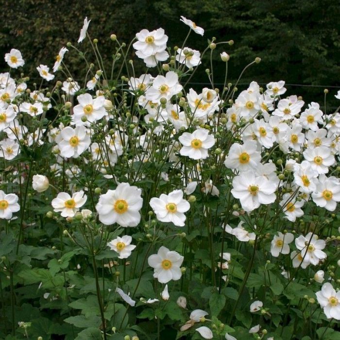 Anemone hybrida 'Honorine Jobert' - Herbst-Anemone Anemone hybrida 'Honorine Jobert' - Herbst-Anemone