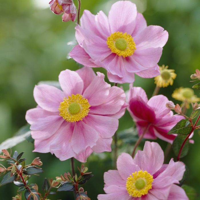 Anemone\u0020hybrida\u0020\u0027Serenade\u0027\u0020\u002D\u0020Windr\u00F6schen Anemone\u0020hybrida\u0020\u0027Serenade\u0027\u0020\u002D\u0020Windr\u00F6schen