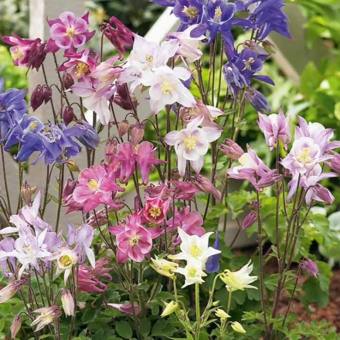 Aquilegia 'Biedermeier' - Akelei Aquilegia 'Biedermeier' - Akelei