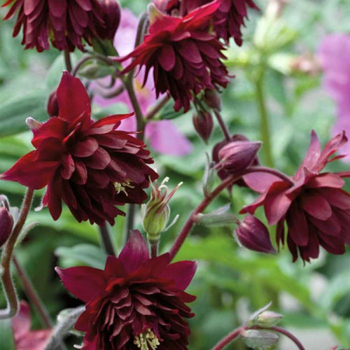 Aquilegia\u0020vulgaris\u0020\u0027Ruby\u0020Port\u0027\u0020\u002D\u0020Akelei Aquilegia\u0020vulgaris\u0020\u0027Ruby\u0020Port\u0027\u0020\u002D\u0020Akelei