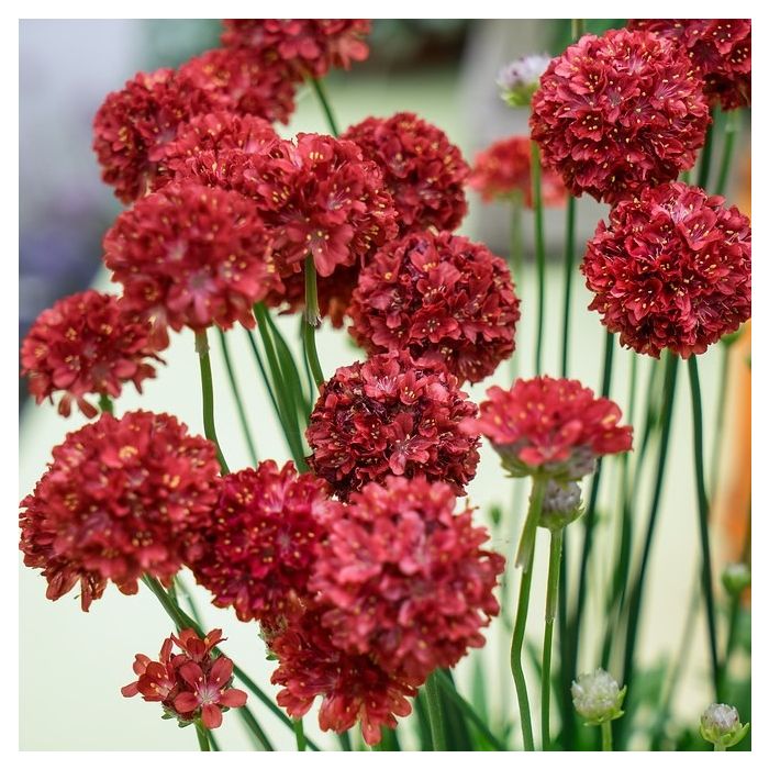 Armeria pseudarmeria 'Ballerina Red' - Grasnelke