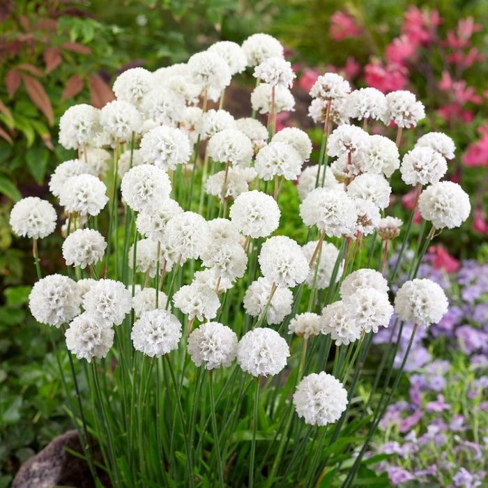 Armeria pseudarmeria 'Ballerina White' - Grasnelke Armeria pseudarmeria 'Ballerina White' - Grasnelke
