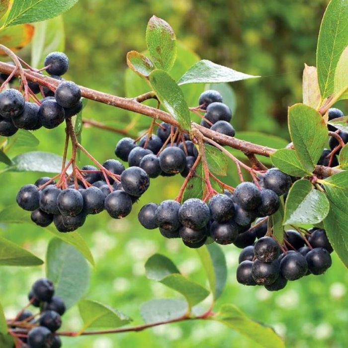 Aronia\u0020prunifolia\u0020\u0027Viking\u0027\u0020\u002D\u0020Apfelbeere Aronia\u0020prunifolia\u0020\u0027Viking\u0027\u0020\u002D\u0020Apfelbeere