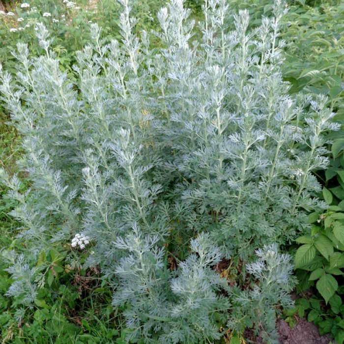 Artemisia\u0020absinthium\u0020\u002D\u0020Wermutkraut Artemisia\u0020absinthium\u0020\u002D\u0020Wermutkraut