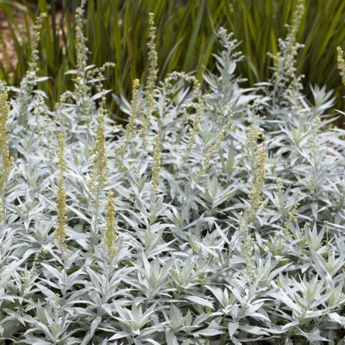 Artemisia\u0020ludoviciana\u0020\u0027Valerie\u0020Finnis\u0027\u0020\u002D\u0020Silberraute Artemisia\u0020ludoviciana\u0020\u0027Valerie\u0020Finnis\u0027\u0020\u002D\u0020Silberraute
