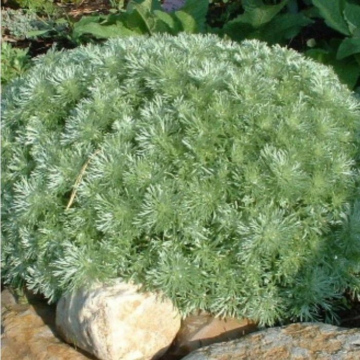 Artemisia\u0020schmidtiana\u0020\u0027Nana\u0027\u0020\u002D\u0020Silberraute Artemisia\u0020schmidtiana\u0020\u0027Nana\u0027\u0020\u002D\u0020Silberraute