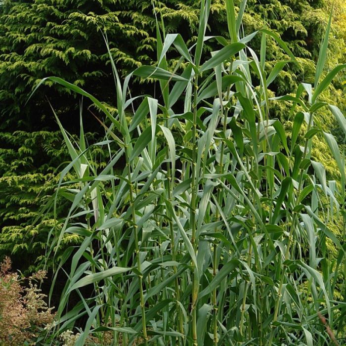 Arundo donax - Pfahlrohr