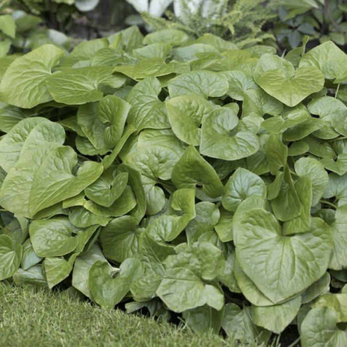 Asarum\u0020caudatum\u0020\u002D\u0020Haselwurz Asarum\u0020caudatum\u0020\u002D\u0020Haselwurz