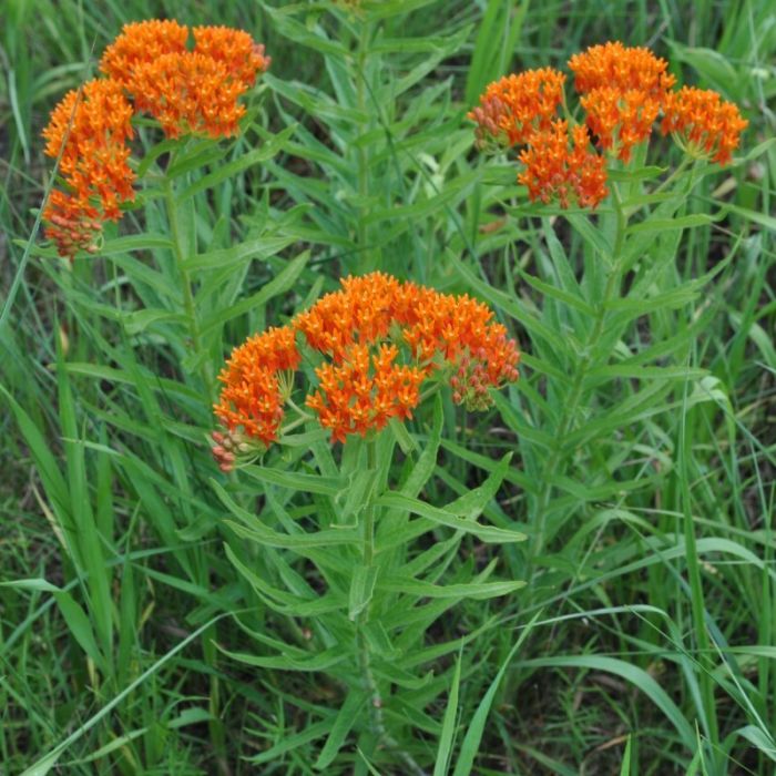 Asclepias\u0020tuberosa\u0020\u002D\u0020Seidenpflanze Asclepias\u0020tuberosa\u0020\u002D\u0020Seidenpflanze