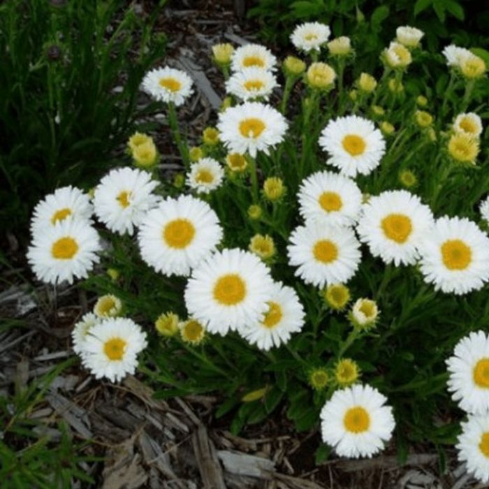 Aster\u0020alpinus\u0020\u0027Albus\u0027\u0020\u002D\u0020Aster Aster\u0020alpinus\u0020\u0027Albus\u0027\u0020\u002D\u0020Aster