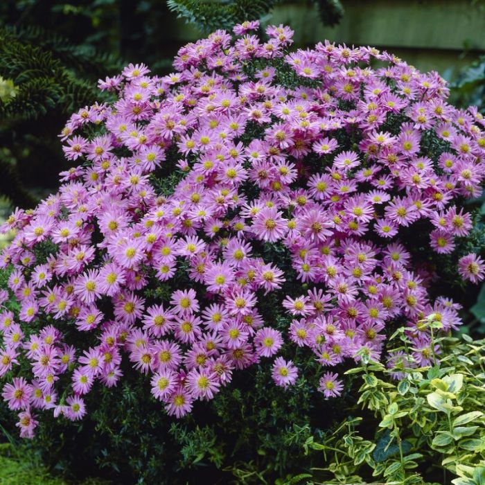 Aster dumosus 'Herbstgruss vom Bresserhof' - Aster