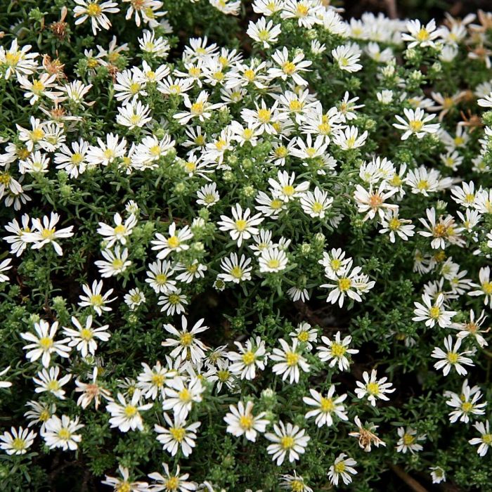 Aster\u0020ericoides\u0020\u0027Snowflurry\u0027\u0020\u002D\u0020Aster Aster\u0020ericoides\u0020\u0027Snowflurry\u0027\u0020\u002D\u0020Aster