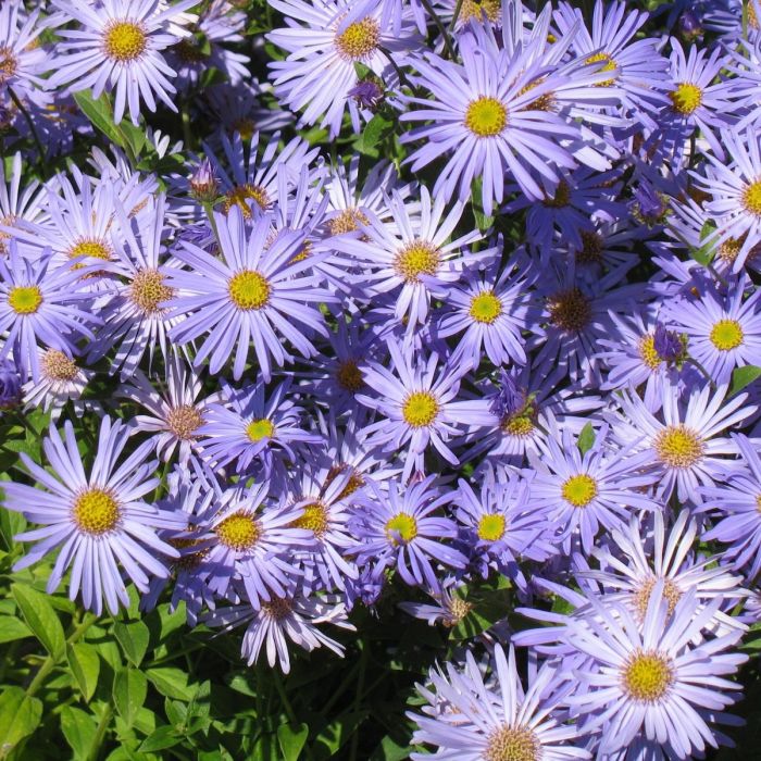 Aster\u0020frikartii\u0020\u0027Moench\u0027\u0020\u002D\u0020Aster Aster\u0020frikartii\u0020\u0027Moench\u0027\u0020\u002D\u0020Aster