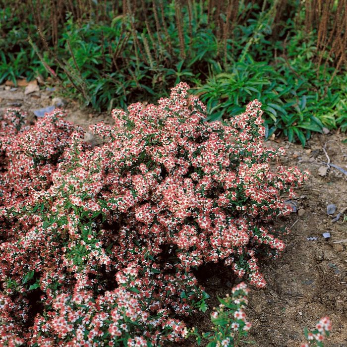 Aster lateriflorus Horizontalis - Aster