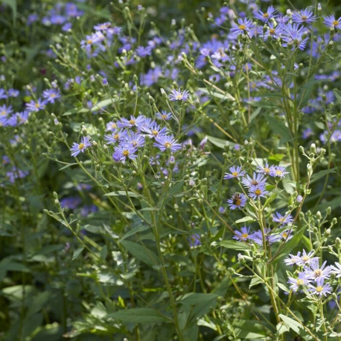 Aster\u0020macrophyllus\u0020\u0027Twilight\u0027\u0020\u002D\u0020Aster Aster\u0020macrophyllus\u0020\u0027Twilight\u0027\u0020\u002D\u0020Aster