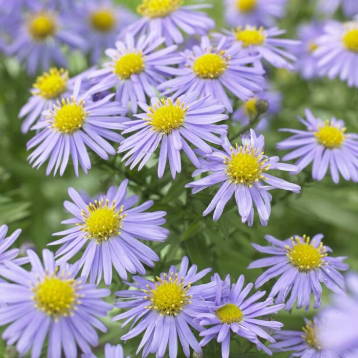 Aster\u0020dumosus\u0020\u0027Mittelmeer\u0027\u0020\u002D\u0020Kissenaster Aster\u0020dumosus\u0020\u0027Mittelmeer\u0027\u0020\u002D\u0020Kissenaster